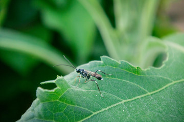 Insect is easy found in gardens and rice fields