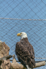 Bald eagle at Buffalo Zoo