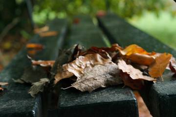 Empty park wooden bench with Autumn oak leaves
