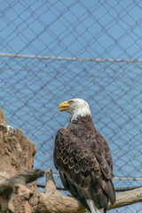 Bald eagle at Buffalo Zoo