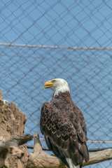 Bald eagle at Buffalo Zoo