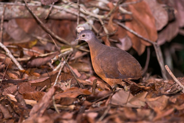 Little Tinamou photographed in Linhares, Espirito Santo. Southeast of Brazil. Atlantic Forest Biome. Picture made in 2013.