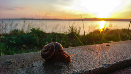 snail on sidewalk next to lake at sunrise