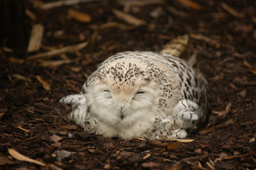 white owl lying in the ground