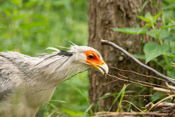 exotic bird in pairi daiza