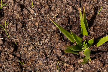 Top view of young Aloe Vera plant in soil