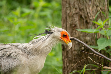 exotic bird in pairi daiza