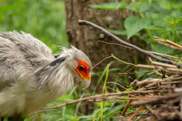 exotic bird in pairi daiza