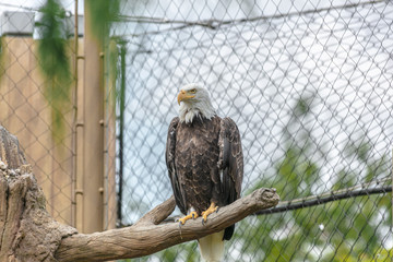 Bald eagle at Buffalo Zoo