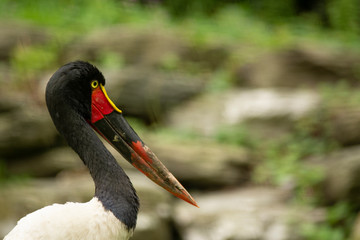 Jabiru long beak