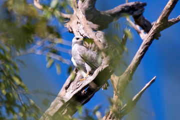 Gray Hawk photographed in Linhares, Espirito Santo. Southeast of Brazil. Atlantic Forest Biome. Picture made in 2013.