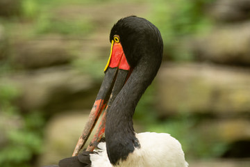 Jabiru long beak
