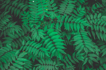 Naklejka na ściany i meble Many green leaves top view background