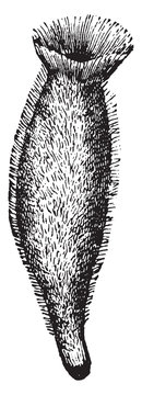 Sponge, vintage illustration.