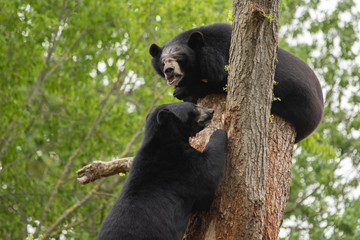 Himalayan bears climbing a tree