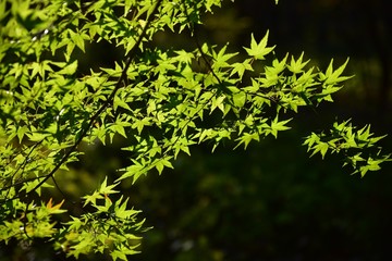 공원의 가을풍경