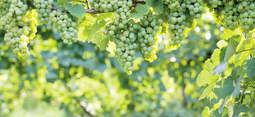 Bunch of grapes hanging on a horizontal vine