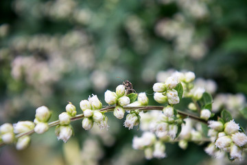 White flower and mutual insect