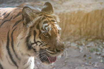 Fototapeta na wymiar Sight of tiger.