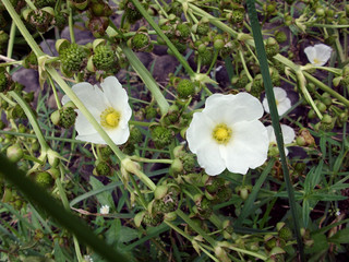 Flowers in Bogor Botanical Garden