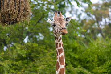 Giraffe at Buffalo Zoo