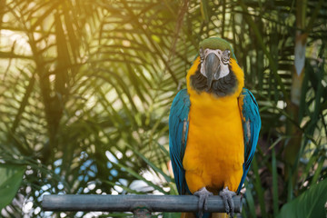 The parrot looking.