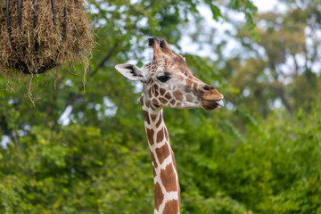 Giraffe at Buffalo Zoo