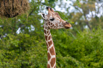 Giraffe at Buffalo Zoo
