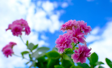 Fresh pink flowers seen against a summer sky with some cloud cover.