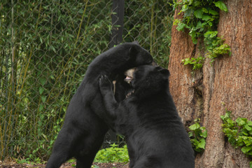 himalayan bears playing in pairi daiza