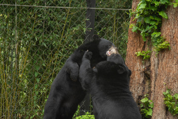 himalayan bears playing in pairi daiza