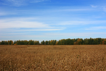 Field of ripe ears of wheat