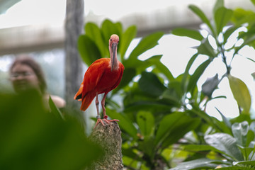 Ibis bird sitting on tree branch at Buffalo Zoo