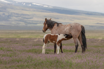 Fototapeta premium Wild Horse Mare and Foal in Spring in the Utah Desert