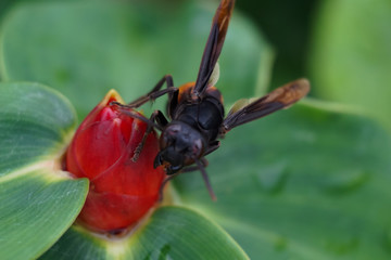 fly on leaf