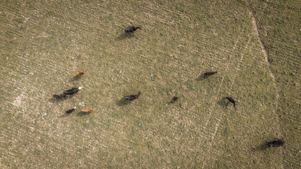 Meat production,  livestock in Pampas region, Aerial view,Argentina