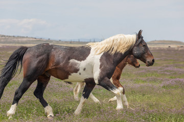Fototapeta premium Wild Horse Mare and Foal in Spring in the Utah Desert