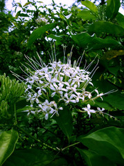 Flowers in Bogor Botanical Garden