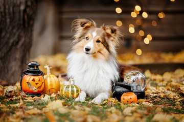 Shetland Shepherd dog ready for halloween - Powered by Adobe