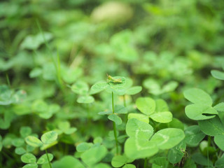 クローバーの草原に隠れている小さなバッタ