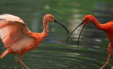 couple of scarlet ibis