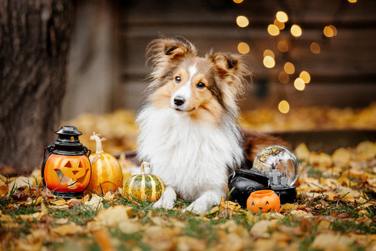 Shetland Shepherd dog ready for halloween