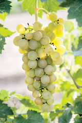 Sunlit bunch of white grapes on a vine