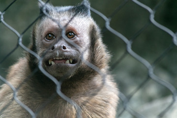 Macaque animal at Buffalo Zoo