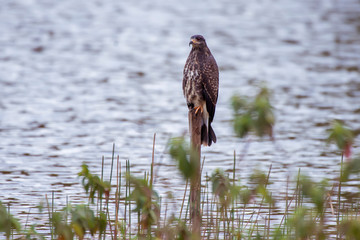 Snail kite photographed in Linhares, Espirito Santo. Southeast of Brazil. Atlantic Forest Biome. Picture made in 2013.