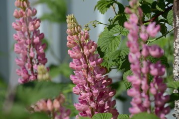 Lupin pink flowers in the garden