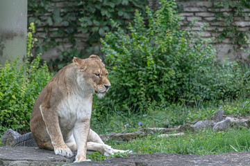 Lion animal at Buffalo Zoo