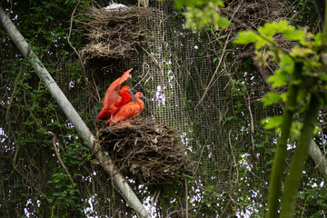 Couple of scarlet ibis breeding on their nest