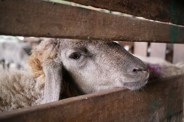 Fototapeta premium Goat in the house