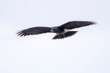 Obraz premium Snail kite photographed in Linhares, Espirito Santo. Southeast of Brazil. Atlantic Forest Biome. Picture made in 2013.